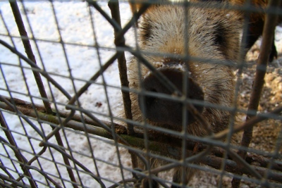 Frischling im Pforzheimer Wildpark