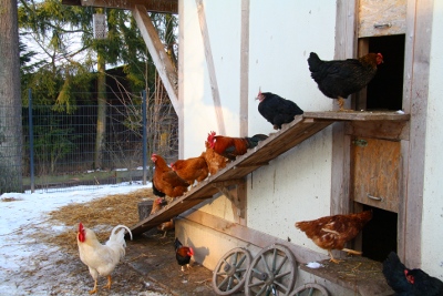 Hühner im Kinderbauernhof des Wildparks